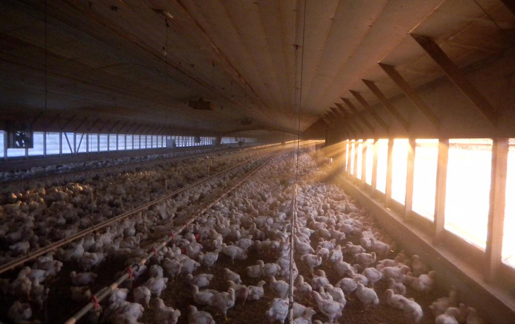 MANUAL DE MANEJO DE FRANGOS ROSS: Galpões e Ambiente Figura 28: Exemplo de ventilação natural.