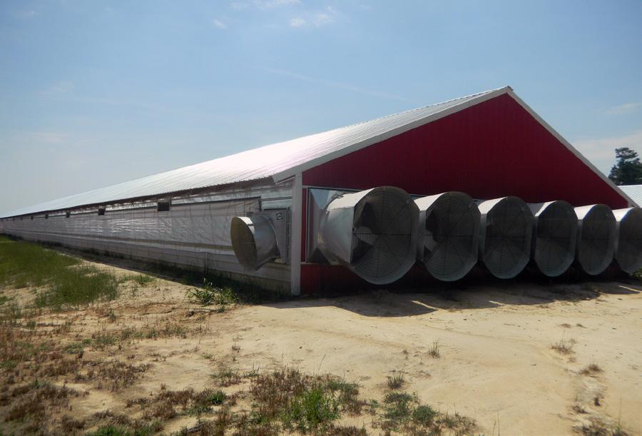 Durante a ventilação por túnel, grandes volumes de ar são deslocados por toda a extensão do galpão, fazendo com o que o ar interno seja rapidamente trocado.