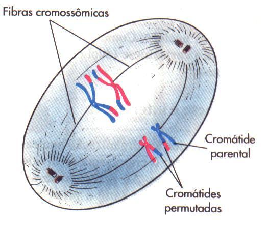 METÁFASE I Cada homólogo de