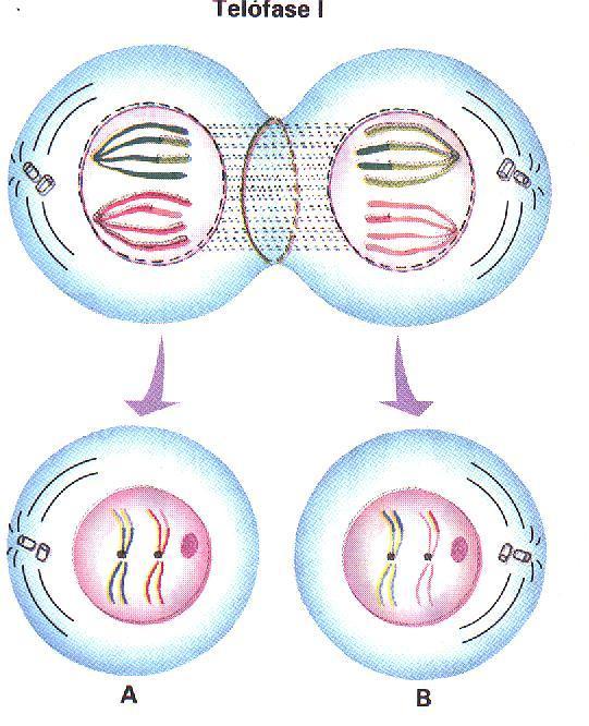 CITOCINESE - INTERCINESE Ao final da Telófase I o citoplasma se divide e surgem duas novas células menores, agora HAPLÓIDES (possuem