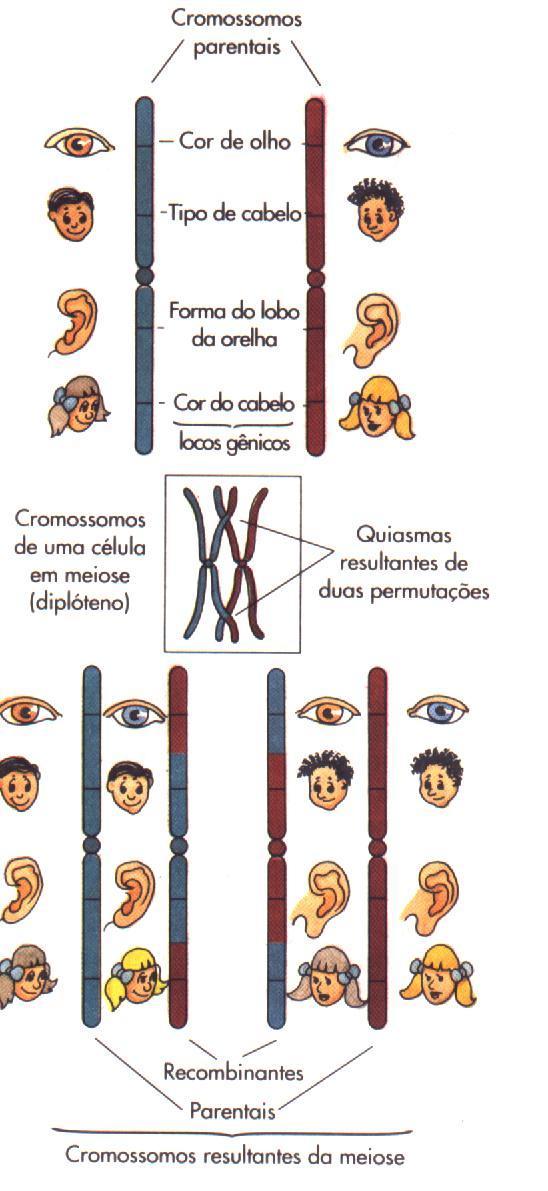 Genes localizados em cromossomos homólogos diferentes podem se reunir através da permuta (crossing-over).