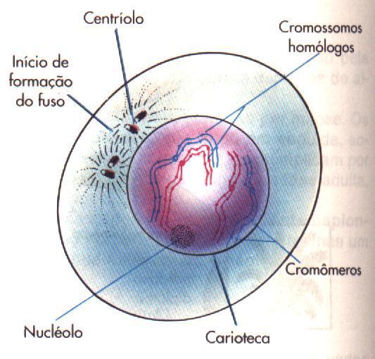 PRÓFASE I - LEPTÓTENO Condensação dos