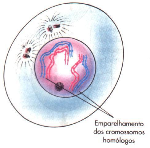 PRÓFASE I - ZIGÓTENO Sinapse cromossômica: atração e