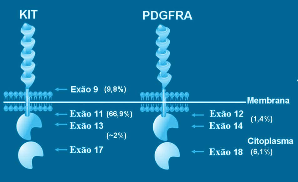 Como já referido, os GISTs caracterizam-se por mutações do gene KIT (exão 11:66,9%; exão 9: 9,8%; exões 13 e 17: 2%) ou por mutações do gene PDGFRA (exões 12 e 14: 1,4%; exão 18: 6,1%) em tumores