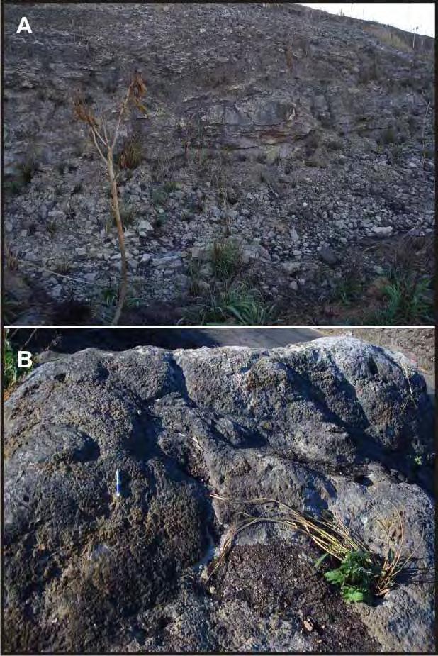 Figura 21 A: afloramento com feições de dobramento; B: rochas bioconstruídas. Descrição das lâminas delgadas SE-16-A (0349) Fotomicrografia 91 Wackestone peloidal bioclástico.