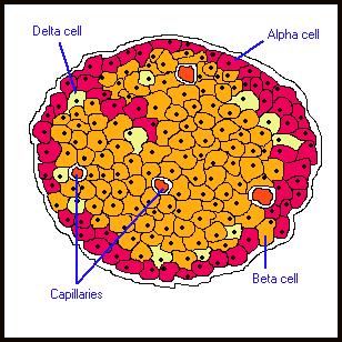 Célula Delta Célula Alfa α glucagon β insulina δ