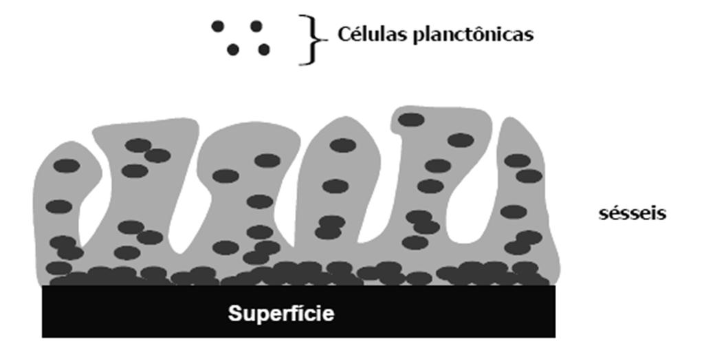 Estrutura dos Biofilmes As células aderidas são designadas por sésseis, enquanto aquelas livres e dispersas são denominadas por planctônicas.