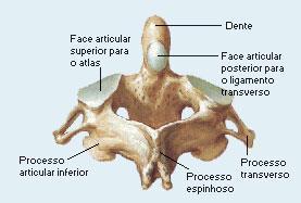 Entre o arco posterior e o corpo das vértebras está o forâmen vertebral, por onde passa a medula espinhal.