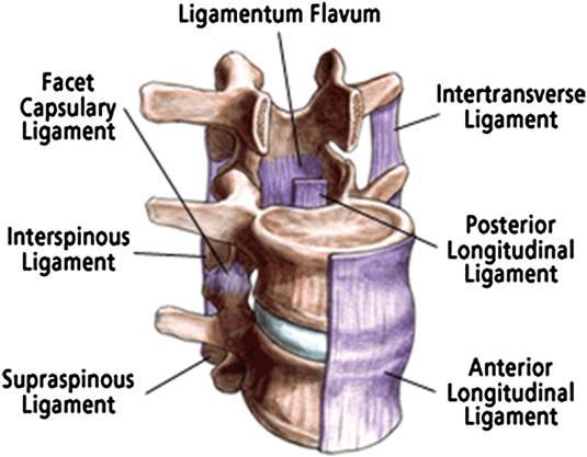 medular. O ligamento amarelo liga as lâminas das vértebras adjacentes e forma a superfície anterior do canal medular. O ligamento inter-espinhoso liga os processos espinhosos (14)