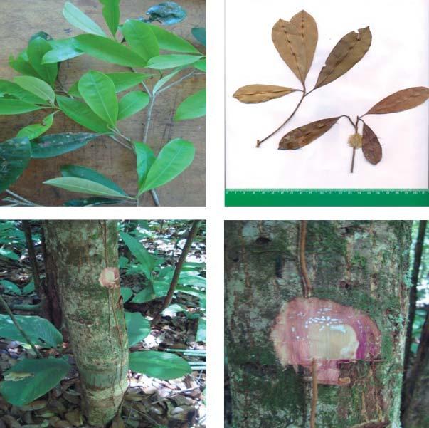 30 Sapotaceae em uma Floresta de Terra Firme no Município de Moju, Pará Tabela 13. Características de Manilkara paraensis (Huber) Standl. (maçaranduba- -da-folha-pequena).