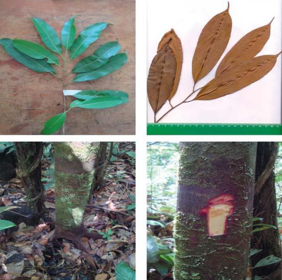 32 Sapotaceae em uma Floresta de Terra Firme no Município de Moju, Pará Tabela 15. Características de Micropholis guyanensis (A. DC.