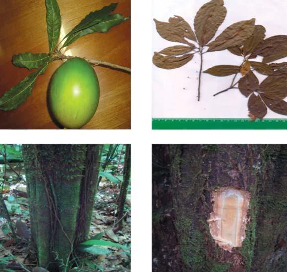 36 Sapotaceae em uma Floresta de Terra Firme no Município de Moju, Pará Tabela 19. Características de Pouteria caimito (Ruiz & Pav.) Radlk.