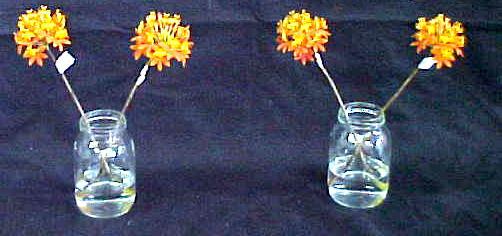 Epidendrum ibaguense 1-MCP + sacarose 7 dias de vaso