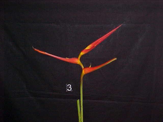 Longevity (Days) Heliconia latispatha 16 14 12 10 8 6 y =