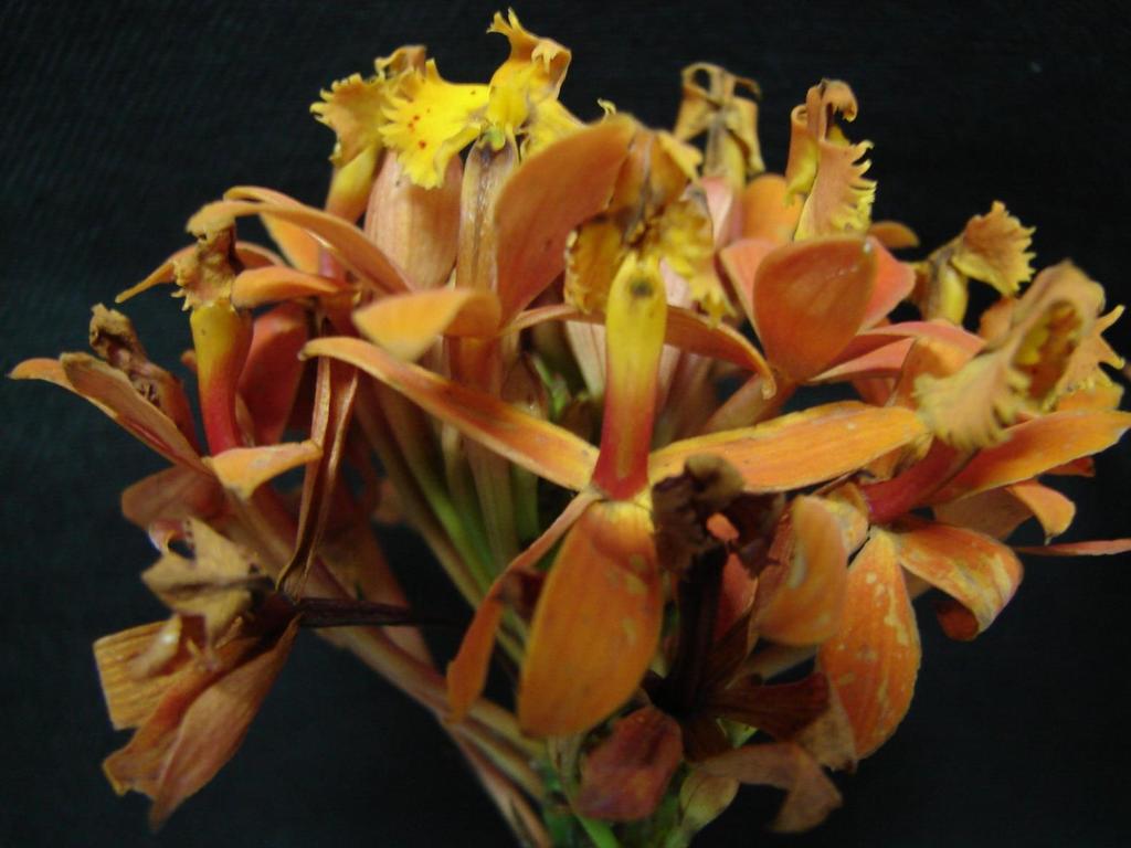 Epidendrum