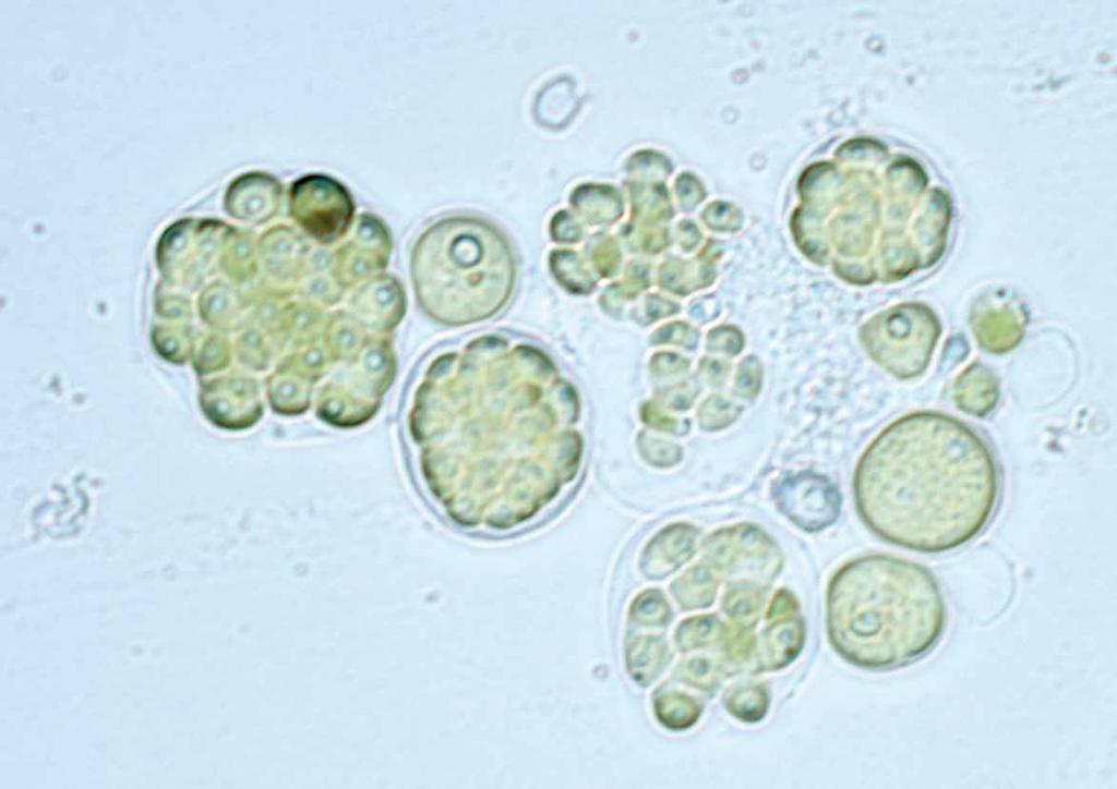 Panorama 4 Aposta na pesquisa com microlgas 6 Microalgas: Alternativas promissoras para a