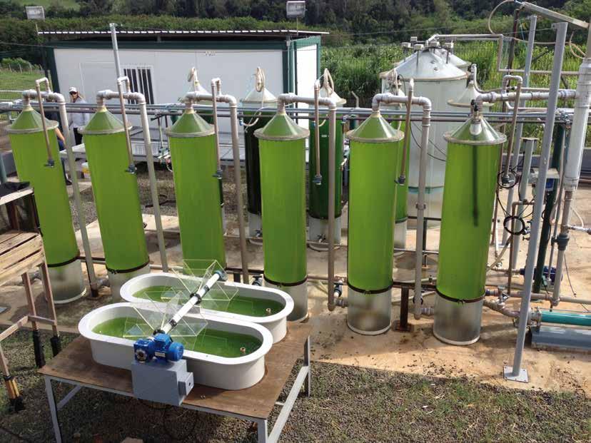 Mercado UMA STARTUP NO MERCADO BRASILEIRO DE MICROALGAS Algae Biotecnologia investe principalmente no tratamento de efluentes Por: Vivian