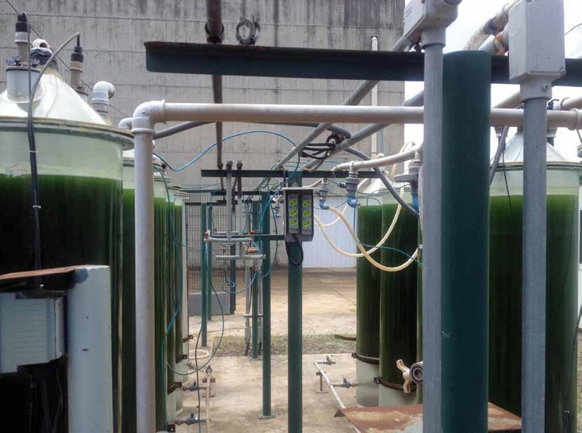 Mercado biodiesel deixou de ser foco da Algae.