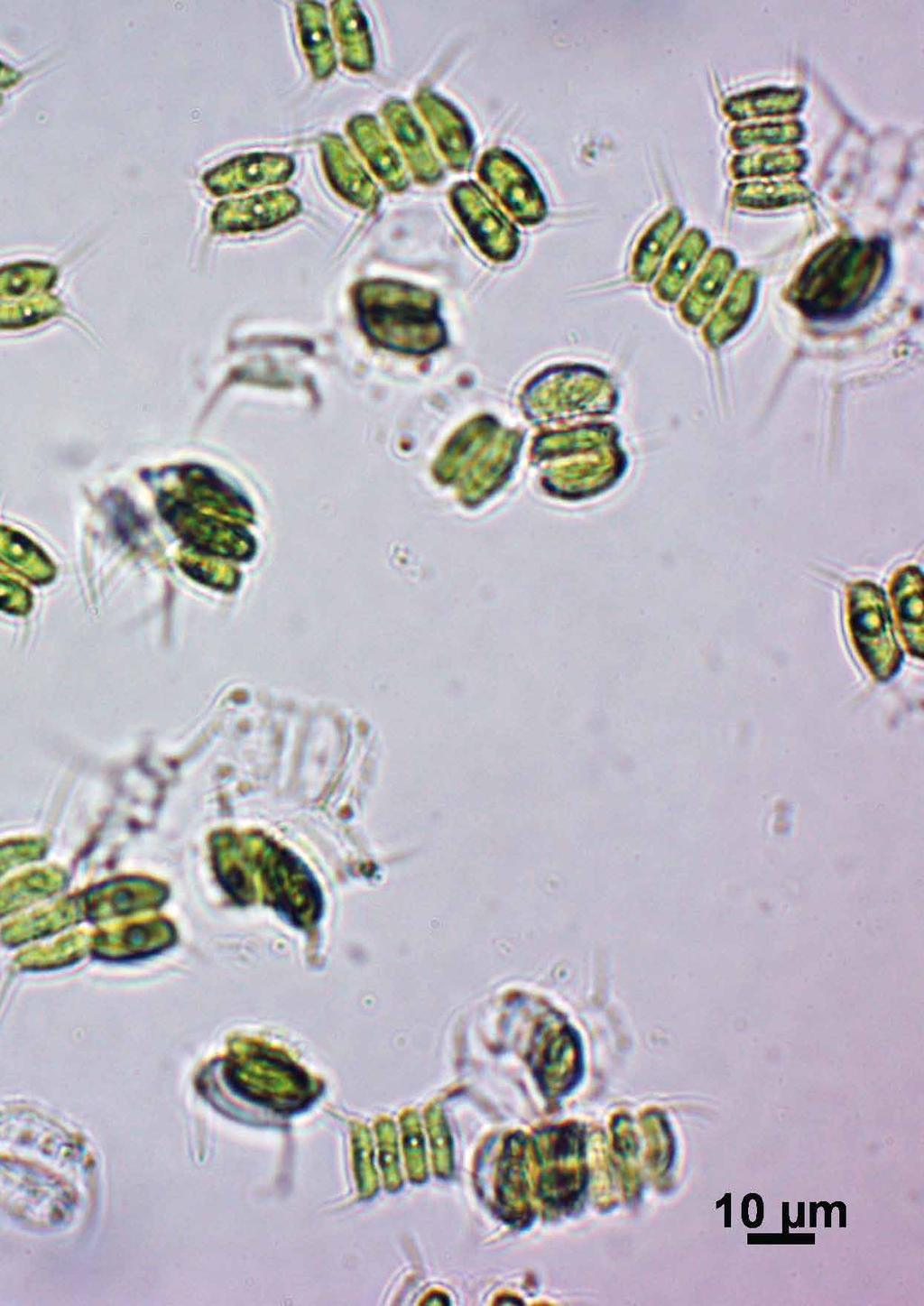 quase todo o biodiesel produzido no País é a partir da soja e do sebo bovino, complementa. Temos que encontrar novas fontes de matérias-primas graxas para diversificar o rol de possibilidades, disse.