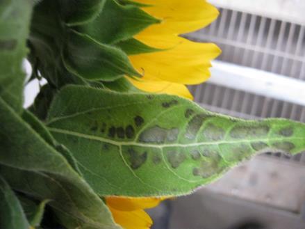 Mancha de diferentes características decorrentes da toxidez, geralmente apresenta aspecto de queima nas bordas.