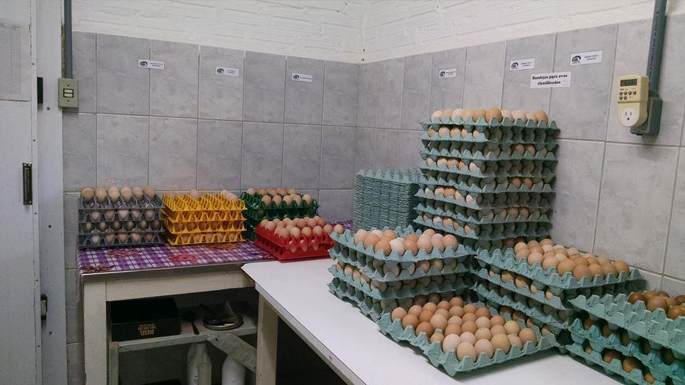 113 Apêndice C: Sala de recebimento, classificação e pesagem dos ovos (laboratório