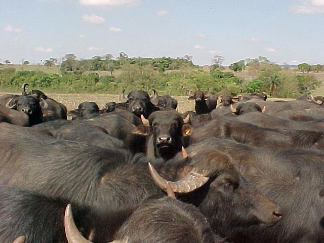 Enfermidades Infecciosas em Bubalinos Prof.