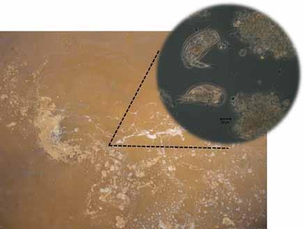 Gabriele Lara Figura 1 Imagem de flocos microbianos obtida em viveiro de cultivo de camarões e em microscópio óptico (detalhe); 2010 Desde a década de 1990, pesquisadores vêm desenvolvendo técnicas