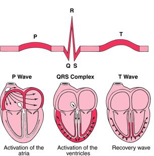 CONCEITOS BÁSICOS DE ELECTROFISIOLOGIA O ECG Forma de registar a actividade eléctrica do coração reflectindo os eventos