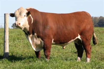 Braford Brahman x Hereford Braford Origem: USA Raça surgiu da