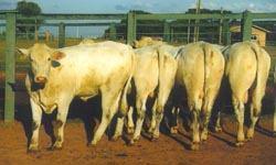 5/8 Charolês 3/8 Zebu Santa Gertrudes Shorthorn x Brahman