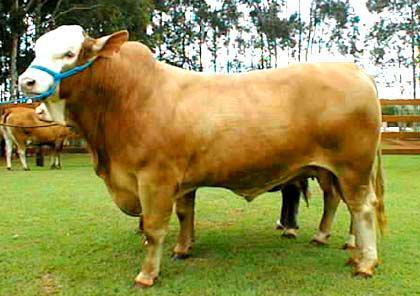 Brangus Brahman