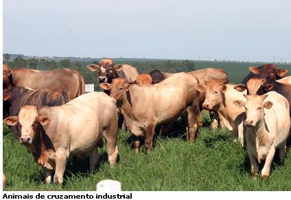 O que é um cruzamento