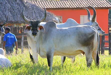 Guzerá 154 Sindi RAÇAS BOVINAS DE LEITE Cerca de 70% da produção de leite no Brasil provém de vacas mestiças Holandês-Zebu.
