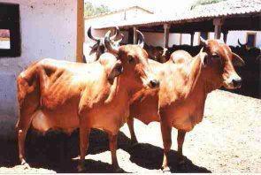 Agronômico do Norte, com objetivo de povoar regiões de clima