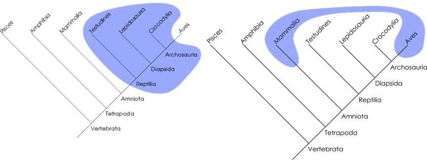 Escolhendo capacidade de homotermia ou heterotermia.