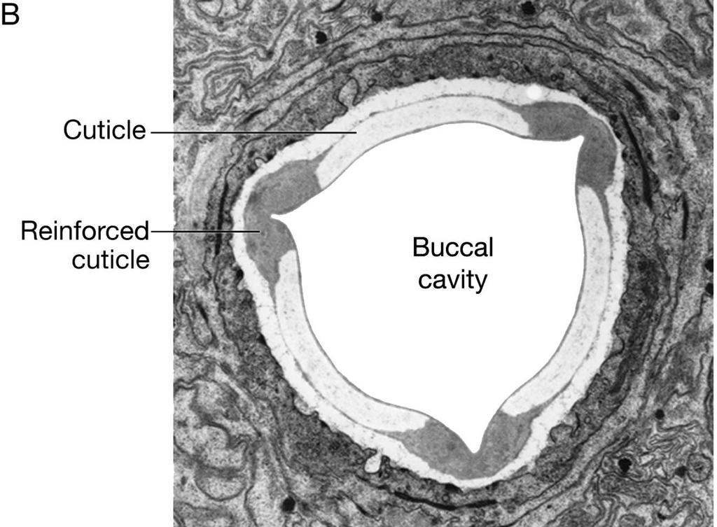 Morfologia da cavidade bucal Cavidade Bucal Cutícula Cutícula