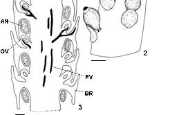 2 Oliveira et al. padrão estrutural da drupa que é citado para Piperaceae e Peperomia? A espécie também apresenta reprodução vegetativa, a exemplo de algumas espécies de Piper estudadas?