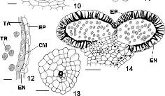 células e idioblastos secretores oleíferos. A epiderme interna ovariana também é uniestratificada (Figura 11), glabra e formada por células amplas e pouco alongadas radialmente. Figuras 4 a 7.