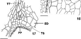 A parede da antera jovem, na região do saco polínico, apresenta epiderme cuticularizada, endotécio, com paredes delgadas, uma camada média colapsada e tapete secretor uninucleado (Figura 12).