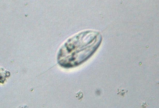 115 Figura 60- Microrganismos predadores de bactérias (finalização). i) Anisonema sp. j) Peranema sp. k) Ordem Parachela l) Chaetonotus sp.
