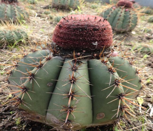 Logo, ambas as espécimes citadas apresentam grande adaptação a ambientes de clima seco e com pouca disponibilidade de água. Figura 25- Espécies pré-selecionadas para plantio nos telhados verdes.