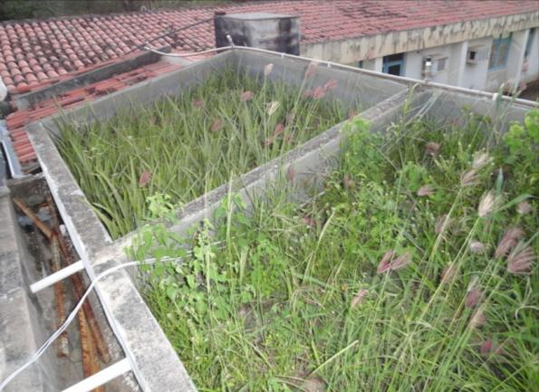 63 Juntamente com o início das chuvas, apareceram também diversos exemplares de plantas invasoras nos telhados verdes, resultando na necessidade de retirada dessas espécies invasoras,