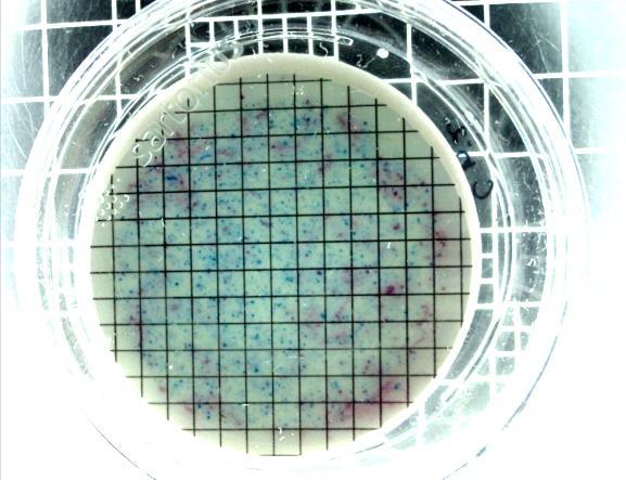 telhados verdes (output do sistema), foram feitas análises utilizando água destilada, previamente esterilizada, a ser percolada