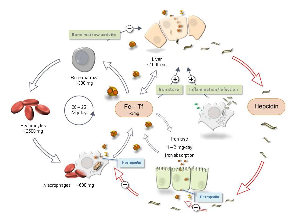 HEPCIDINA: absorção de ferro Inibida: hipóxia eritropoiese Estimulada: inflamação