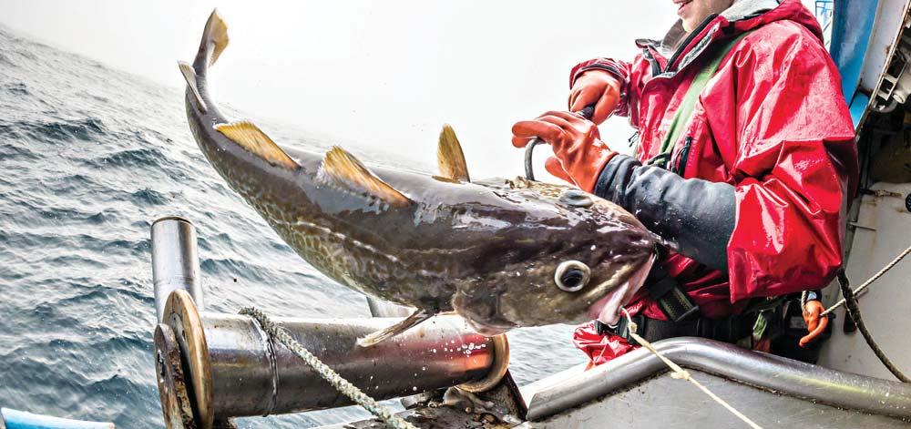 MAIO MAY 05 Início da Temporada de Pesca Salmão Vermelho, Camarão. Fishing Season Opening Sockeye, Shrimp/Spot Praws. Fim da Temporada de Pesca Cod Selvagem do Alasca. Fishing Season Closing Cod.