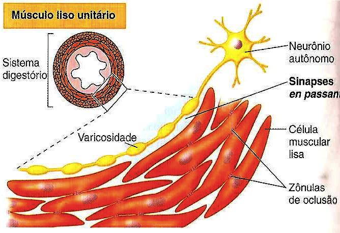 Músculo liso UNITÁRIO (sincicial ou visceral) -?