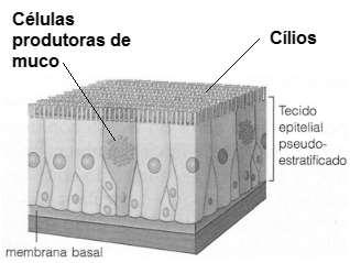 Explique a importância dos cílios e do muco na respiração.