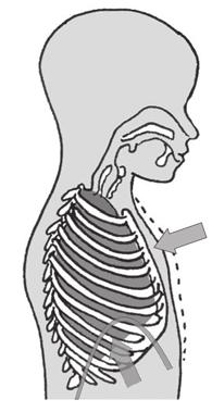 Reanimação cardiorrespiratória pediátrica 19 costais externos se contraem, fazendo com que a caixa torácica se expanda, o que diminui a pressão no espaço pleural que circunda cada pulmão.