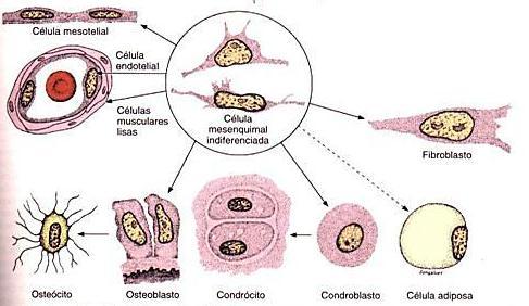 Células