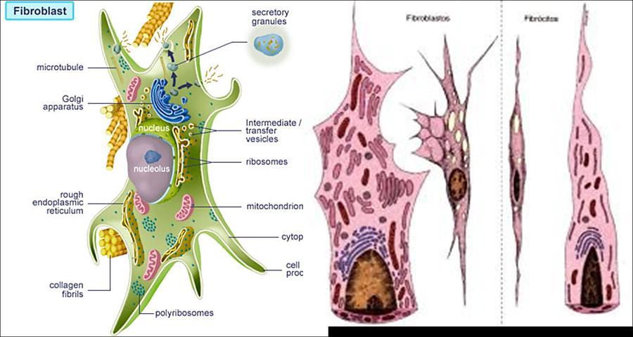 Células Fibroblastos: Apresentam forma estrelada; -